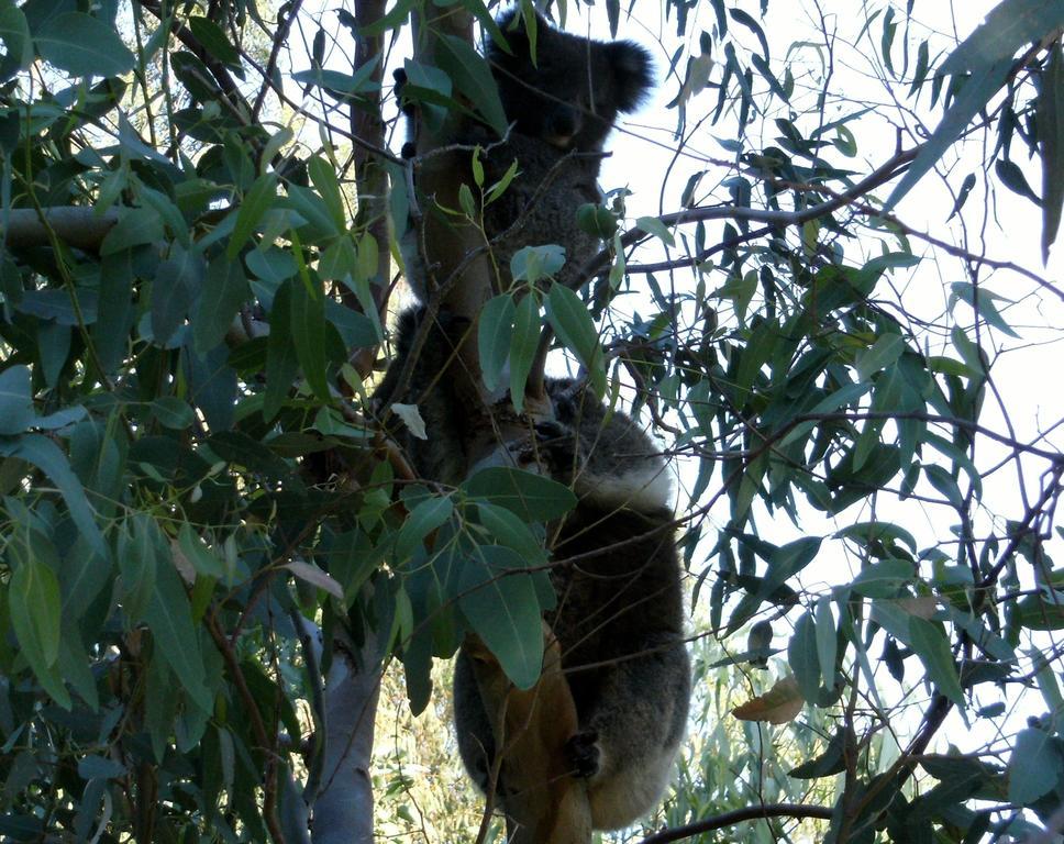 Friends At Mclaren Vale Bed & Breakfast Eksteriør bilde